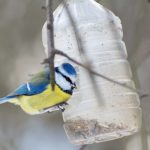 5 reuse ideas for single-use plastic bottles